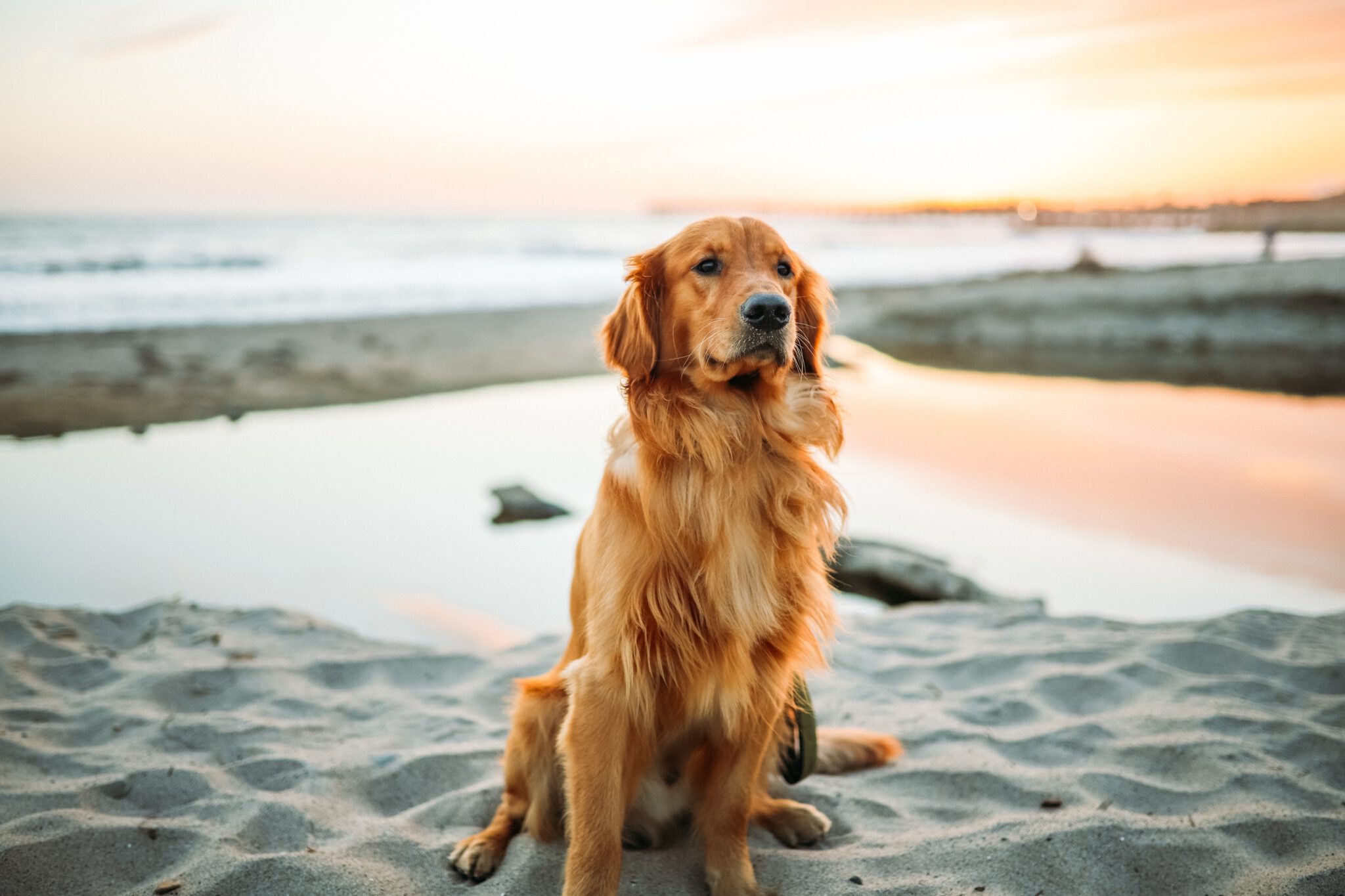 gezinshond hond kiezen kinderen